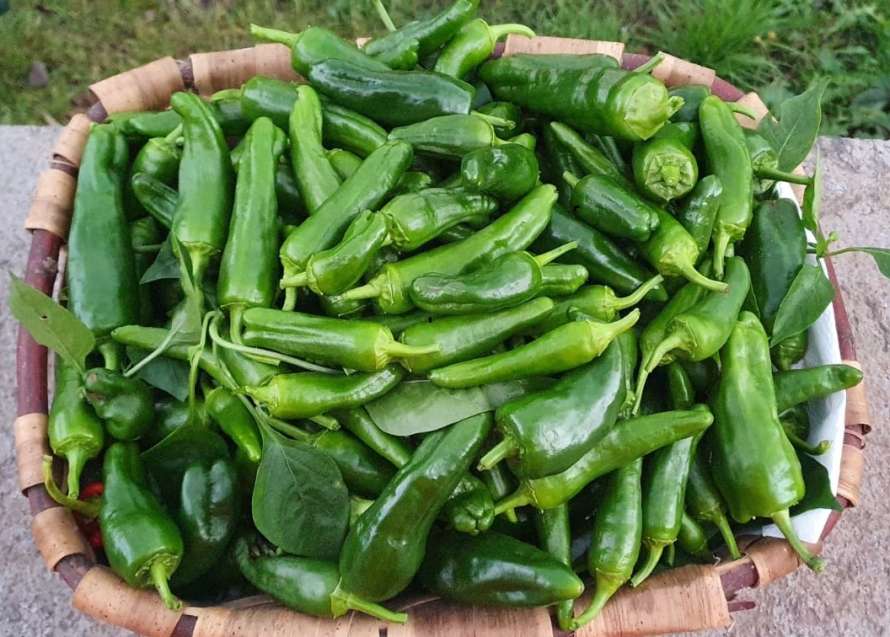 Taller familiar: Cocina con la huerta de temporada