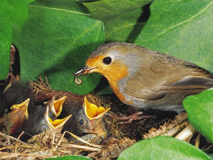 El canto de las aves
